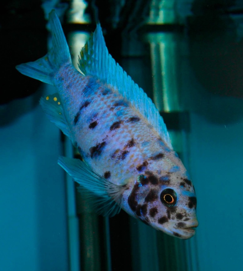 Maylandia zebra 'Mitande Reef (Rocks)'